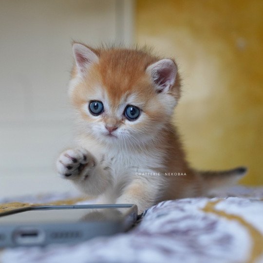 chaton British Shorthair black golden shell Qyojuro Chatterie Nekobaa black golden shell