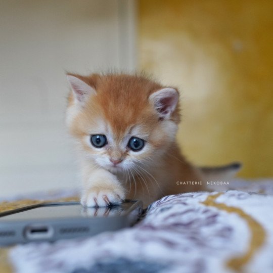 chaton British Shorthair black golden shell Qyojuro Chatterie Nekobaa black golden shell