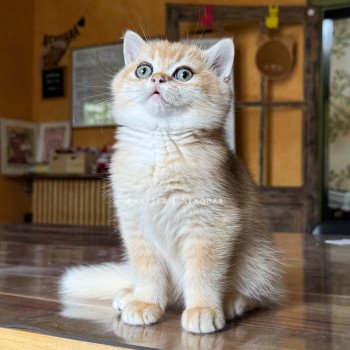 Qyojuro Mâle British Shorthair