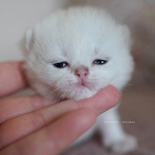 chaton British Shorthair black silver shaded Rokuta Chatterie Nekobaa black silver shell