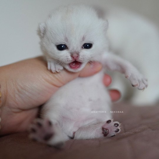 chaton British Shorthair black silver shaded Rokuta Chatterie Nekobaa black silver shell