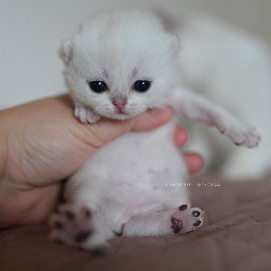 chaton British Shorthair black silver shaded Rokuta Chatterie Nekobaa black silver shell