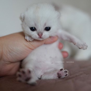 Rokuta Mâle British Shorthair