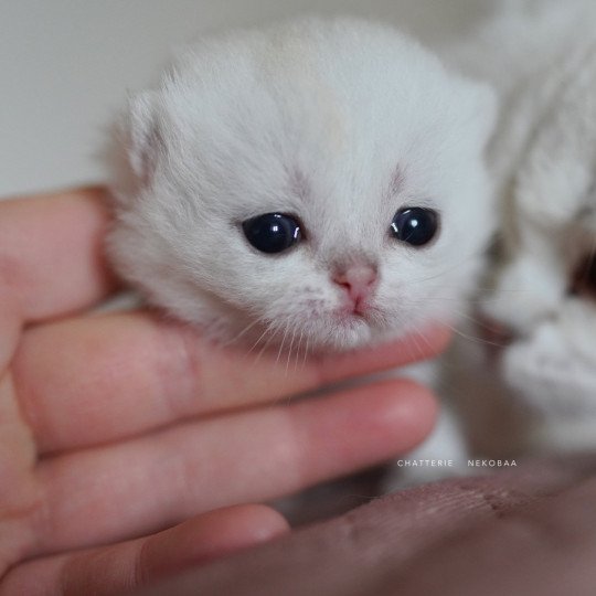 chaton British Shorthair black silver shaded Rokuta Chatterie Nekobaa black silver shell