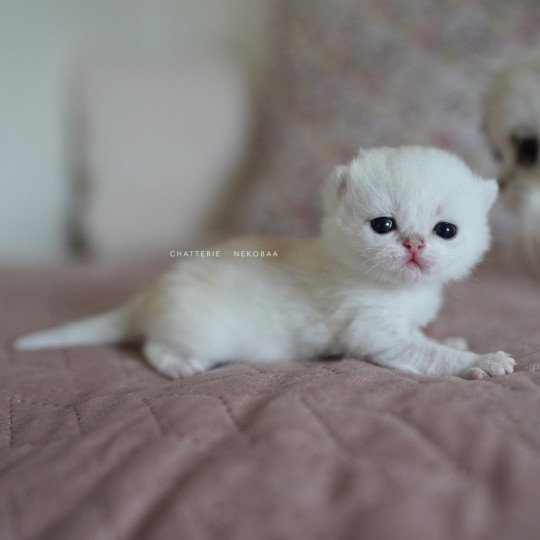 chaton British Shorthair black silver shaded Rokuta Chatterie Nekobaa black silver shell