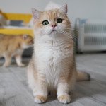 Rosisan Femelle British Shorthair Rosisan Femelle British Shorthair