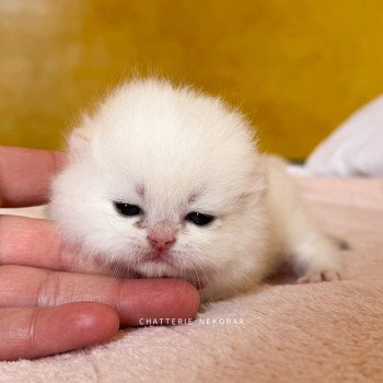 Sasuke Mâle British Shorthair