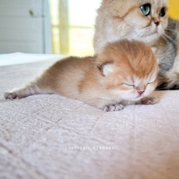 Tomiko Femelle British Shorthair