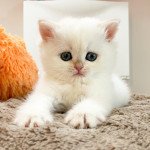 Tsunade Femelle British Shorthair Tsunade Femelle British Shorthair