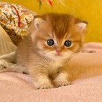 Uchiwa Mâle British Shorthair Uchiwa Mâle British Shorthair