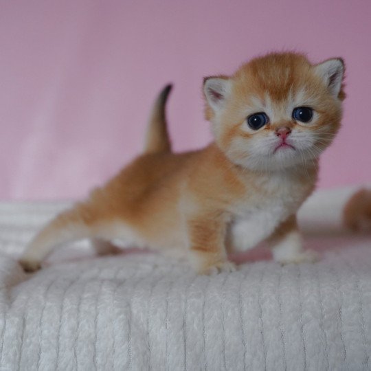 chaton British Shorthair black golden shell Valaris Chatterie Nekobaa black golden shaded