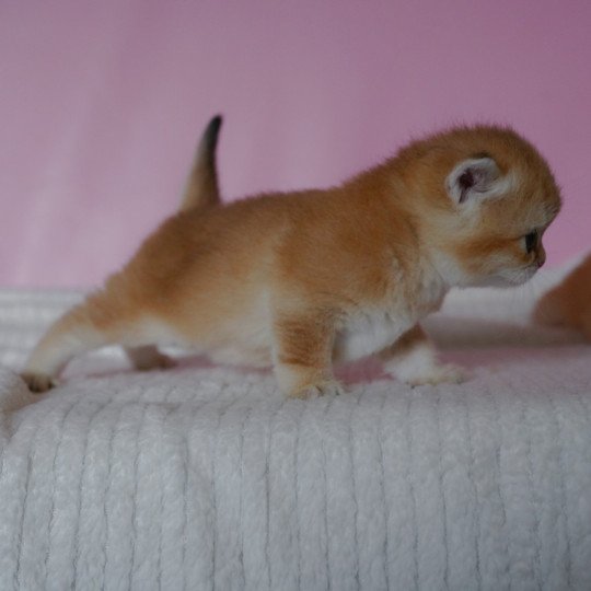 chaton British Shorthair black golden shell Valaris Chatterie Nekobaa black golden shaded