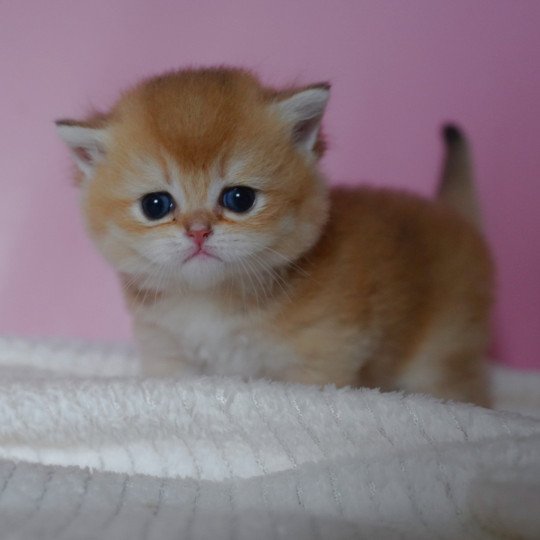 chaton British Shorthair black golden shell Valaris Chatterie Nekobaa black golden shaded