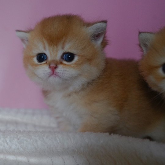 chaton British Shorthair black golden shell Valaris Chatterie Nekobaa black golden shaded