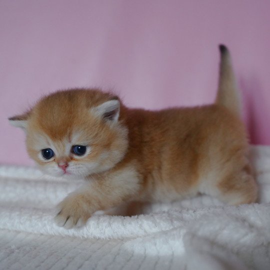 chaton British Shorthair black golden shell Valaris Chatterie Nekobaa black golden shaded