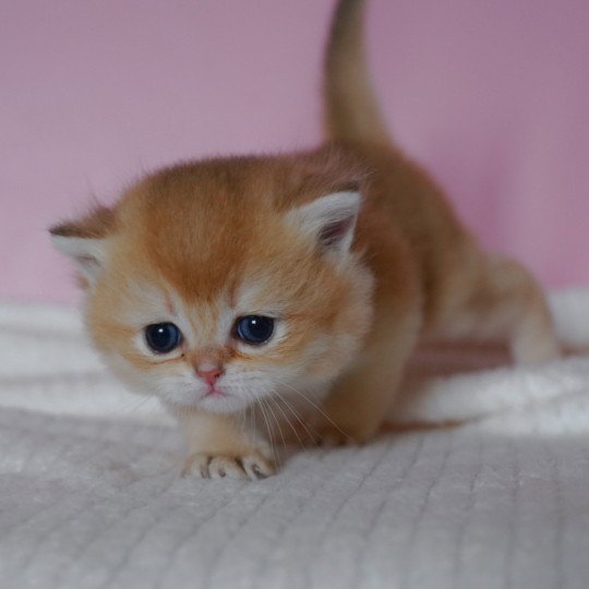 chaton British Shorthair black golden shell Valaris Chatterie Nekobaa black golden shaded