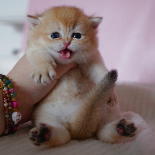 chaton British Shorthair black golden shell Valaris Chatterie Nekobaa black golden shaded