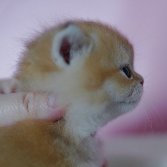 chaton British Shorthair black golden shell Valaris Chatterie Nekobaa black golden shaded