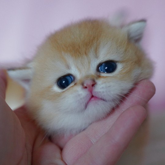 chaton British Shorthair black golden shell Valaris Chatterie Nekobaa black golden shaded