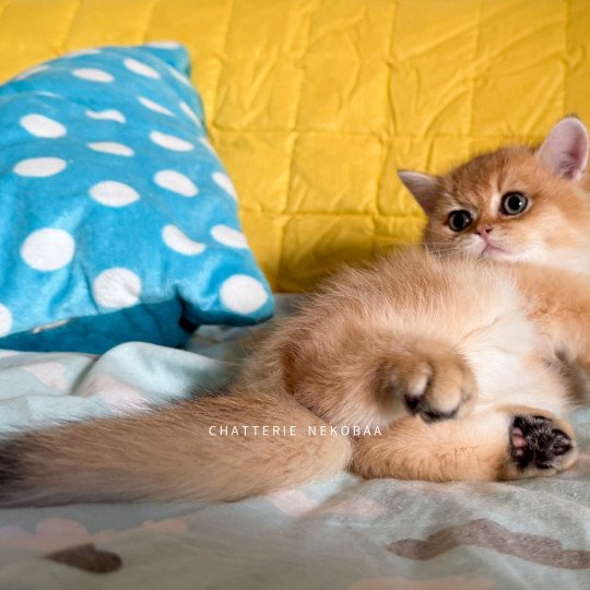 chaton British Shorthair black golden shell Valaris 🐅 Chatterie Nekobaa black golden shaded