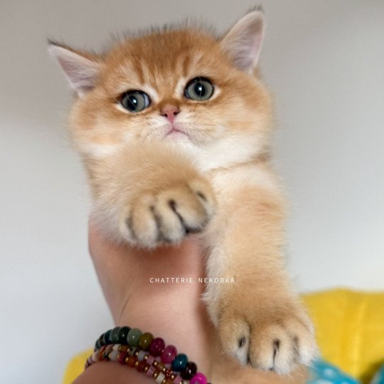 chaton British Shorthair black golden shell Valaris 🐅 Chatterie Nekobaa black golden shaded