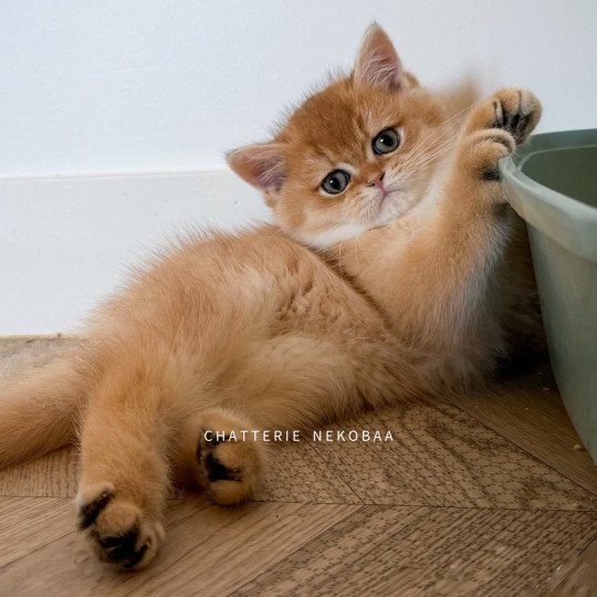chaton British Shorthair black golden shell Valaris 🐅 Chatterie Nekobaa black golden shaded