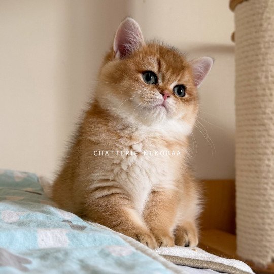 chaton British Shorthair black golden shaded Valaris 🐅 Chatterie Nekobaa black golden shaded