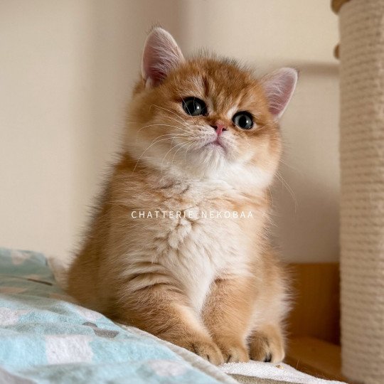 chaton British Shorthair black golden shaded Valaris 🐅 Chatterie Nekobaa black golden shaded