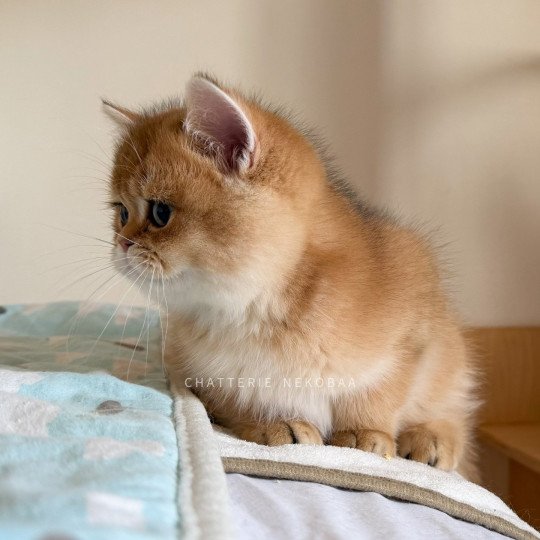 chaton British Shorthair black golden shaded Valaris 🐅 Chatterie Nekobaa black golden shaded