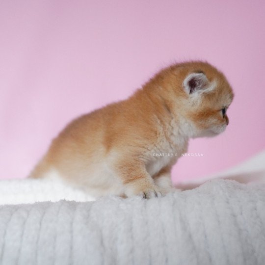 chaton British Shorthair black golden shell Vanilla Chatterie Nekobaa black golden shaded