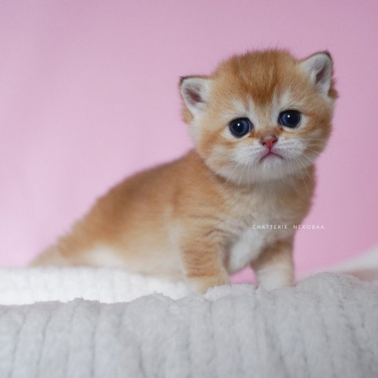 chaton British Shorthair black golden shell Vanilla Chatterie Nekobaa black golden shaded