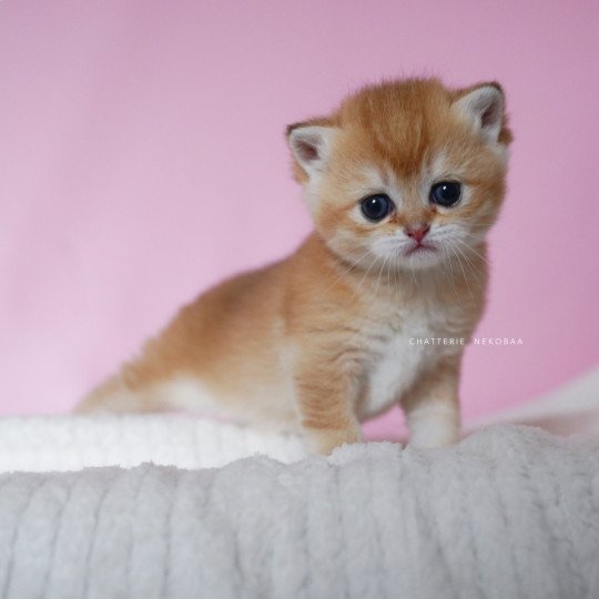 chaton British Shorthair black golden shell Vanilla Chatterie Nekobaa black golden shaded