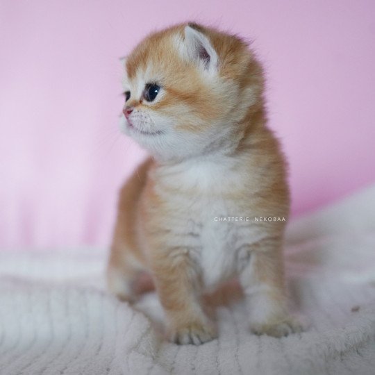 chaton British Shorthair black golden shell Vanilla Chatterie Nekobaa black golden shaded