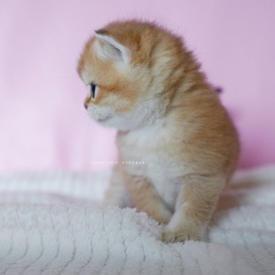 chaton British Shorthair black golden shell Vanilla Chatterie Nekobaa black golden shaded