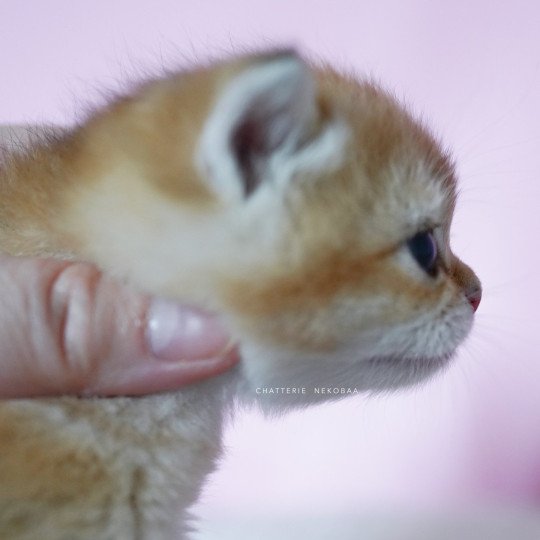chaton British Shorthair black golden shell Vanilla Chatterie Nekobaa black golden shaded