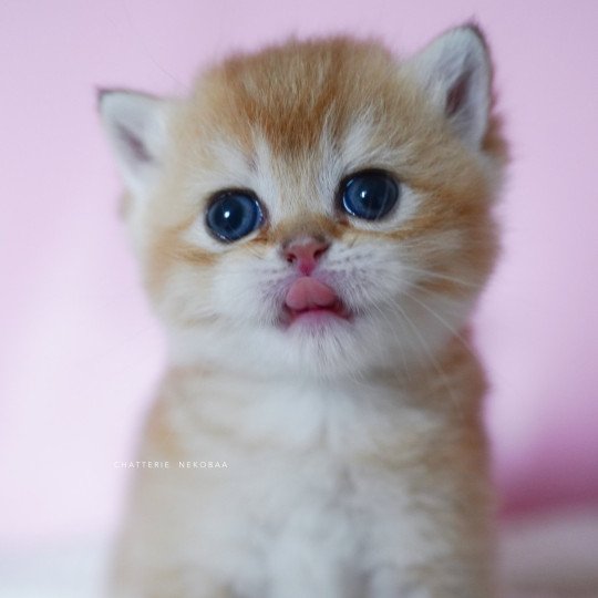 chaton British Shorthair black golden shell Vanilla Chatterie Nekobaa black golden shaded