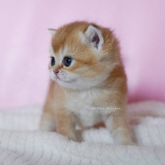 chaton British Shorthair black golden shell Vanilla Chatterie Nekobaa black golden shaded