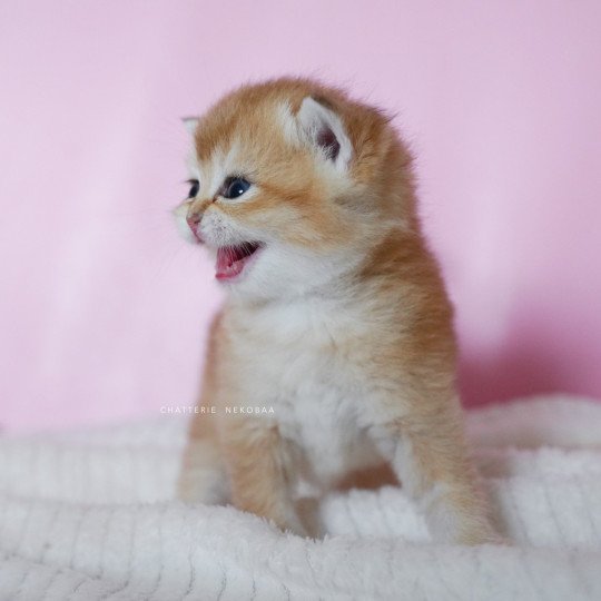 chaton British Shorthair black golden shell Vanilla Chatterie Nekobaa black golden shaded