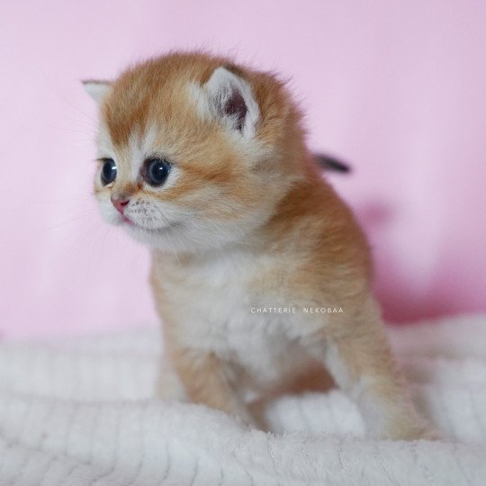 chaton British Shorthair black golden shell Vanilla Chatterie Nekobaa black golden shaded