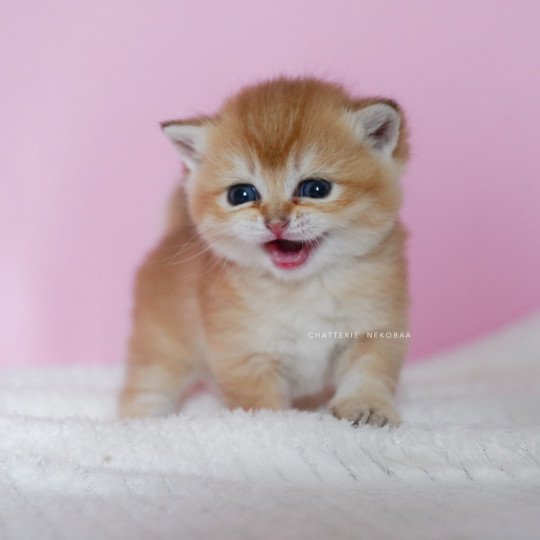 chaton British Shorthair black golden shell Vanilla Chatterie Nekobaa black golden shaded