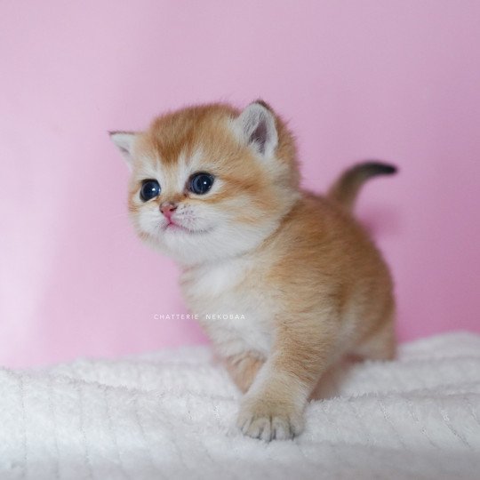 chaton British Shorthair black golden shell Vanilla Chatterie Nekobaa black golden shaded