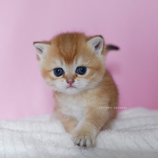 chaton British Shorthair black golden shell Vanilla Chatterie Nekobaa black golden shaded