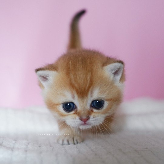 chaton British Shorthair black golden shell Vanilla Chatterie Nekobaa black golden shaded