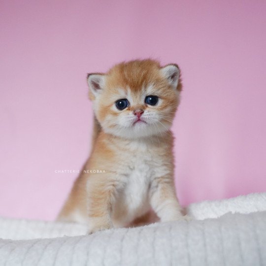 chaton British Shorthair black golden shell Vanilla Chatterie Nekobaa black golden shaded