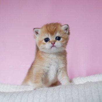Vanille Coco Femelle British Shorthair