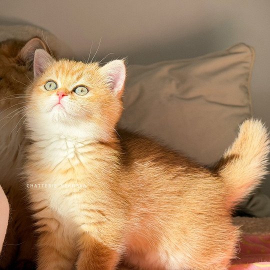 chaton British Shorthair black golden shaded Vanille Coco Chatterie Nekobaa black golden shaded