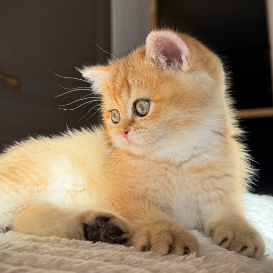 chaton British Shorthair black golden shaded Vanille Coco Chatterie Nekobaa black golden shaded