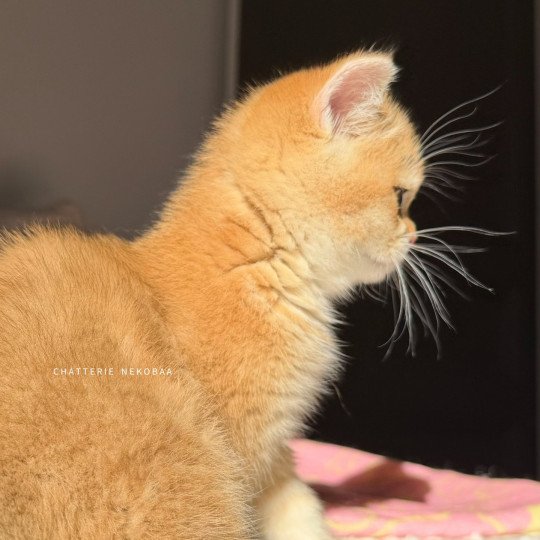 chaton British Shorthair black golden shaded Vanille Coco Chatterie Nekobaa black golden shaded