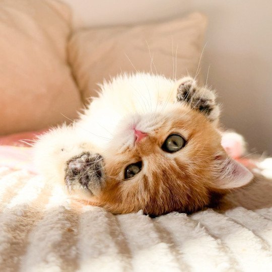 chaton British Shorthair black golden shaded Vanille Coco Chatterie Nekobaa black golden shaded