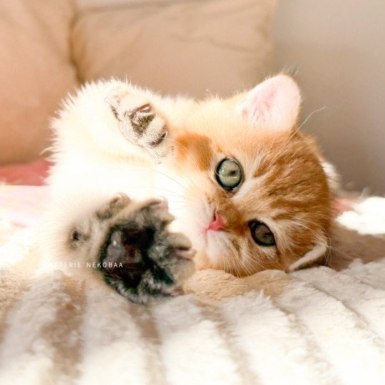 chaton British Shorthair black golden shaded Vanille Coco Chatterie Nekobaa black golden shaded